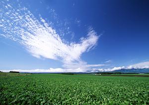 安心して任せられる家族葬の選び方とさいたま市での最適な葬儀プラン